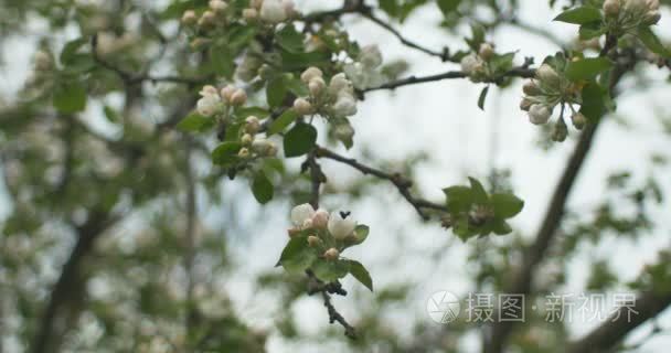 苹果花盛开的苹果树视频