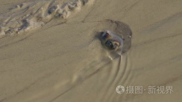 软体动物被洗冷水流视频