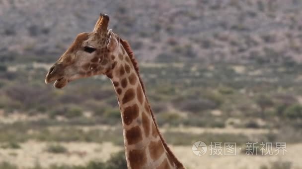 在南非的野生长颈鹿视频