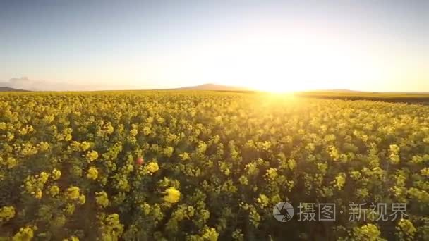 在一阵微风吹来的油菜花视频