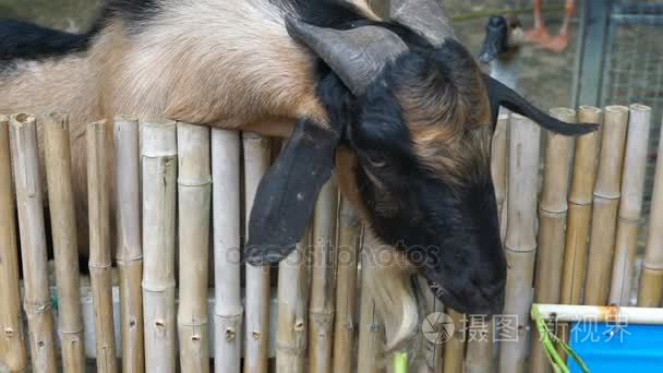 儿童用草农场喂山羊视频