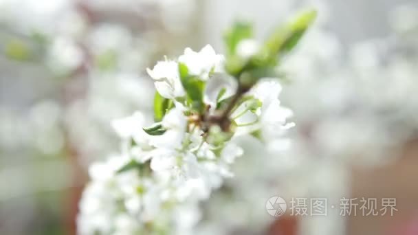 Ultrahd 视频素材的花朵盛开的苹果树