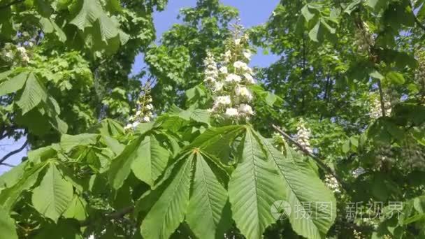 盛开的板栗和蜜蜂视频