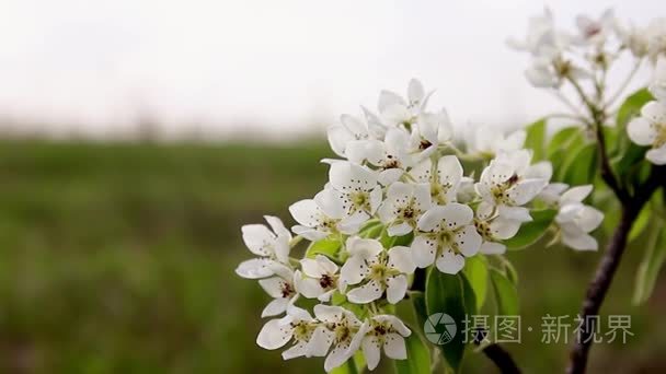 春天开花背景抽象花卉边框的绿叶和白色的花。水果树开花特写