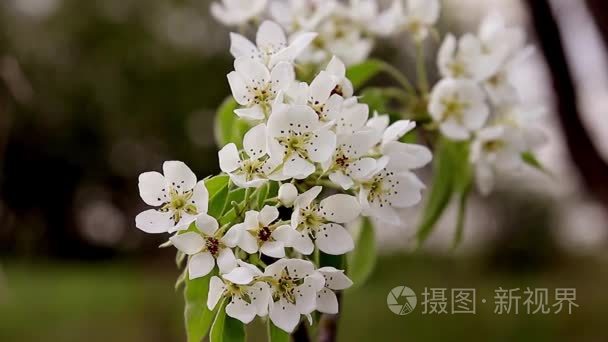 春天开花背景-抽象花卉边框的绿叶和白色的花。水果树开花特写