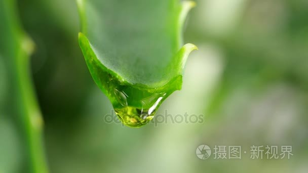 芦荟叶肉与滴眼液