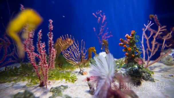 在水族馆海马视频