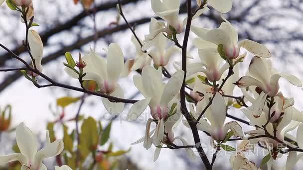 盛开的白玉兰鲜花与白色的花瓣视频