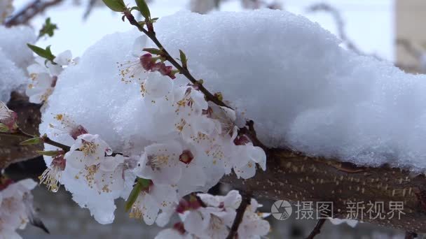 白色的雪下的花视频