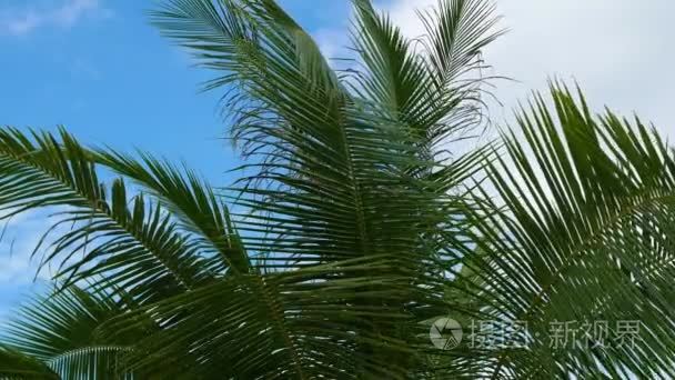 在海岸的热带树木。一棵棕榈树的分支。帕岸，泰国