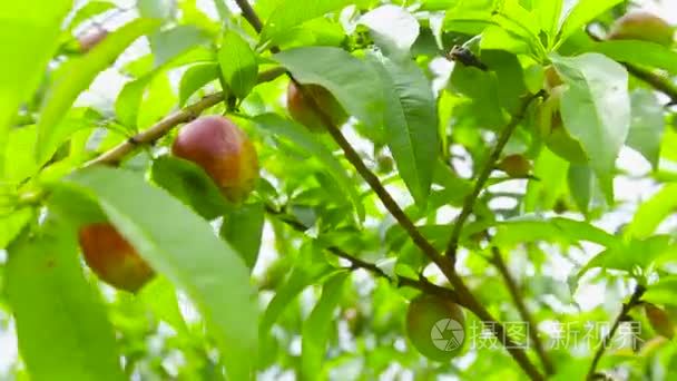 风瑟瑟与水果油桃棵树的枝视频