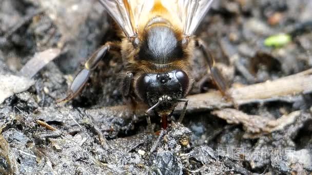 蜜蜂饲养矿物在地面上视频