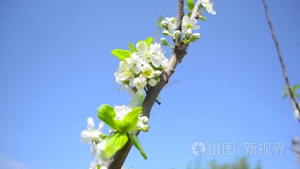 蓝蓝的天空花枝的梅花的背景视频