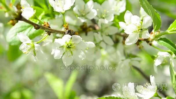 蜜蜂授粉花梅花树特写视频