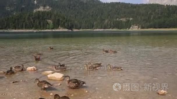 野鸭在湖上，野生动物