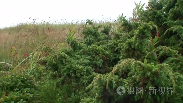 植物独特的野生动物的卡累利阿视频