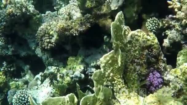 在一个晴朗的日子，在埃及的照射下喜气洋洋的高礁绿色珊瑚视频