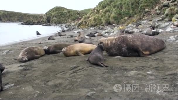 男性和女性的海豹在南极洲福克兰群岛海滩上