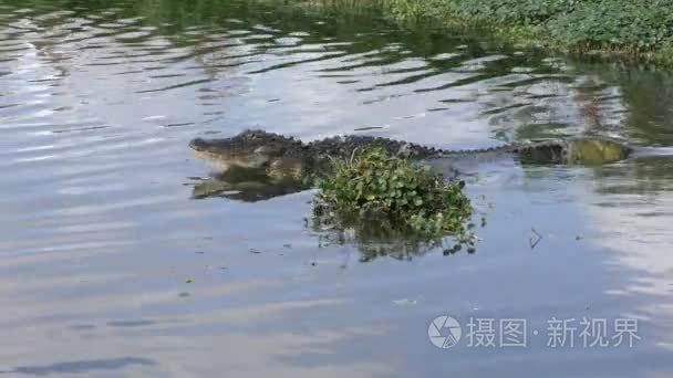 两只鳄鱼打架在繁殖季节视频