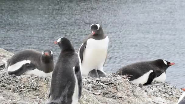巴布亚企鹅在鸟巢视频