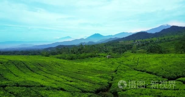 美丽的景色的新鲜茶叶种植园视频