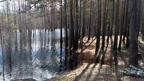 树木在水浸河洪水包围一个群集视频