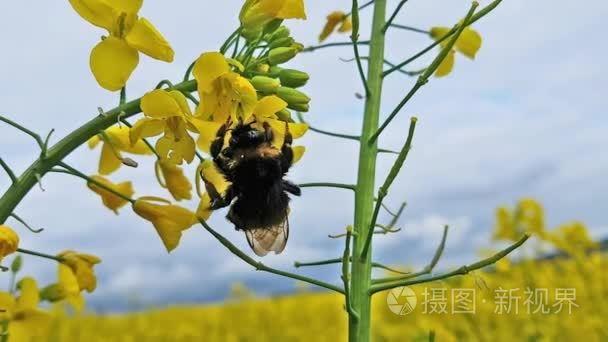 蜜蜂从说唱中收集花蜜视频