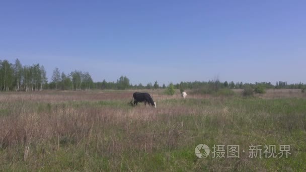 两个奶牛的牧场在早春视频