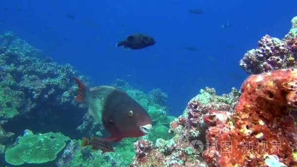 学校的背景水下珊瑚加拉巴哥群岛深海的鱼