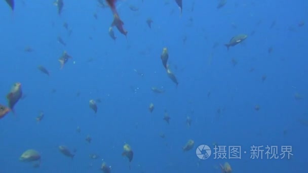 学校的背景水下景观中海的加拉巴哥群岛上的鱼