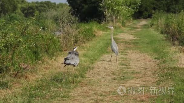 大蓝鹭领土斗争视频