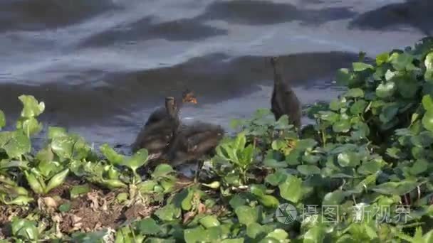 常见的水鸡雏鸟湖附近视频