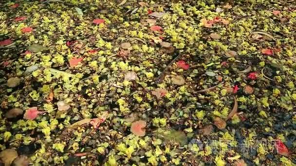 美丽的落花和叶子浮绿水视频
