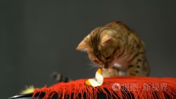 可爱的金色孟加拉猫和蝴蝶视频