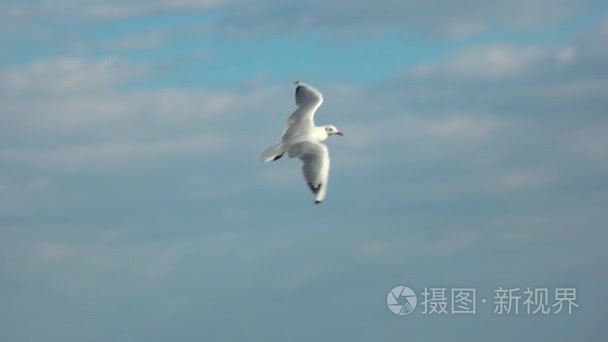 海鸥飞过沧海视频