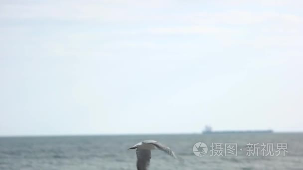 海鸥飞过海