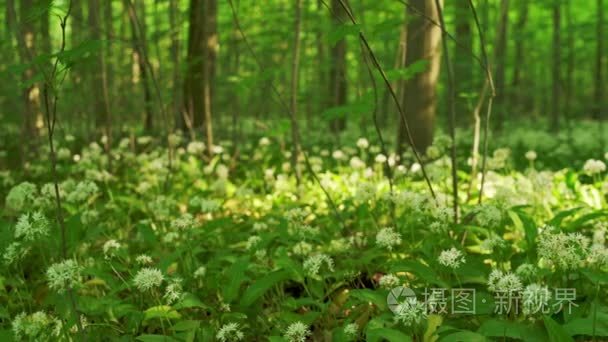 花草树木生长在森林里视频