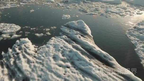 野生海豹之间冰山游泳视频