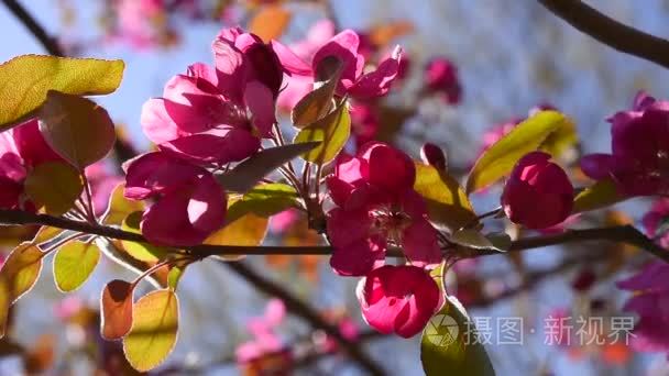 粉红色的野生苹果花视频