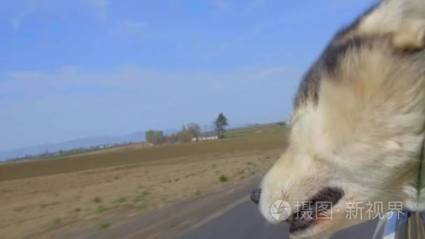 阿拉斯加雪橇犬棍头露在外面视频