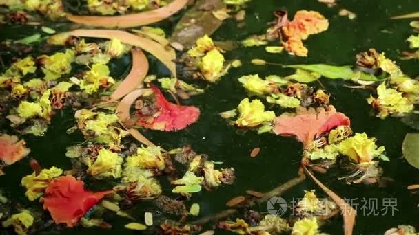 美丽的落花和叶子浮绿水视频