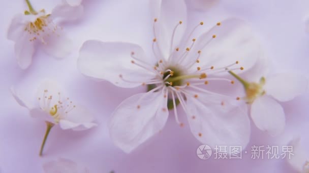 白春苹果或樱桃开花视频