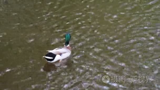 在木桥上行走那里有流水下木桥轻轻地流淌