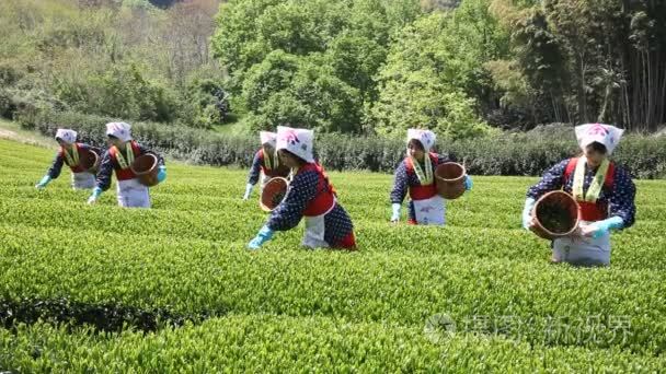 日本女人收获茶树叶视频