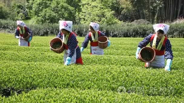 日本女人收获茶树叶视频