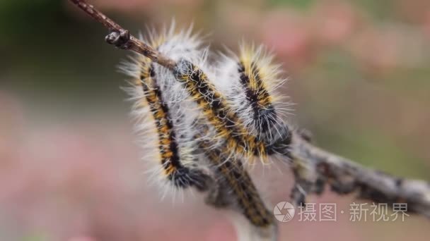 卡特彼勒包裹 branchcaterpillar 山楂绢粉蝶杏仁树枝上短视频