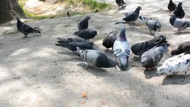 喂养的鸽子用面包屑在城市公园