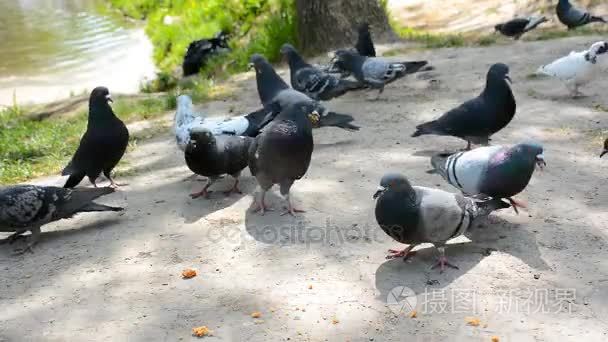 群鸽子吃面包屑。阳光灿烂的日子，在城市公园