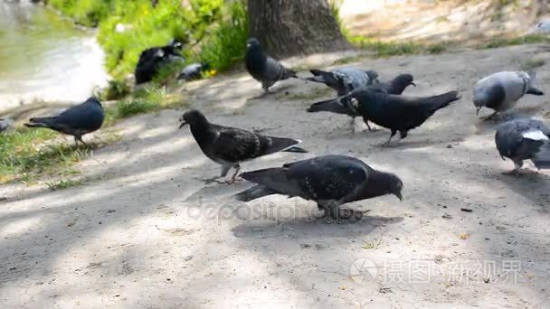 有很多的公园里的鸽子。群鸟吃面包