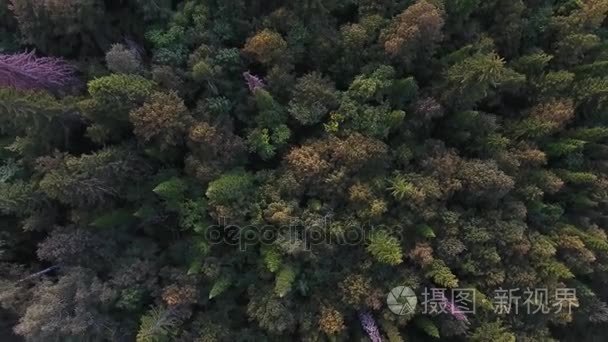 从上面的秋天山林的跟踪视图视频